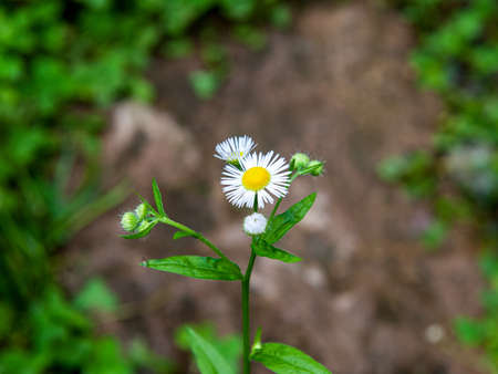 Wild flowers bloom everywhere in natureの写真素材
