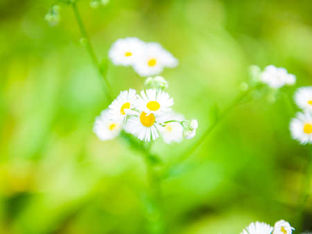 Wild flowers bloom everywhere in natureの写真素材