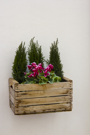 South Italy, box of flowers mounted on the wallの写真素材