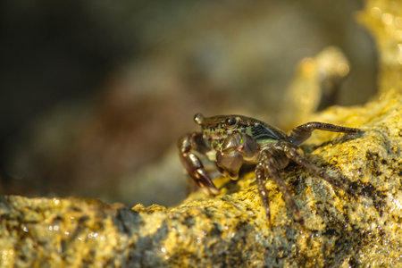 Crab on rock to the sun