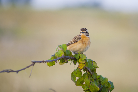 Whinchat, small migratory passerine bird. Saxicola rubetra.の写真素材
