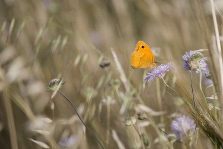 Yellow butterfly on a purple flowerの写真素材