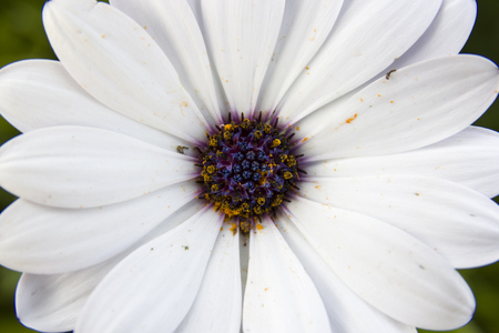 White wild daisy, zoomの写真素材
