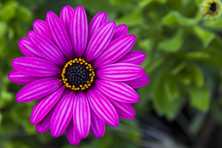 Violet wild daisyの写真素材