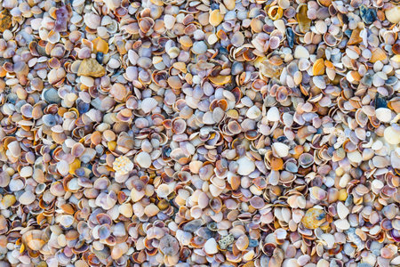 natural sand and shells background