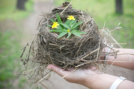 Empty bird's nest closeup. Symbol of the family and home.