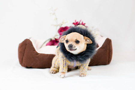 Little pedigreed dog on  white background. Pet in the studioの写真素材