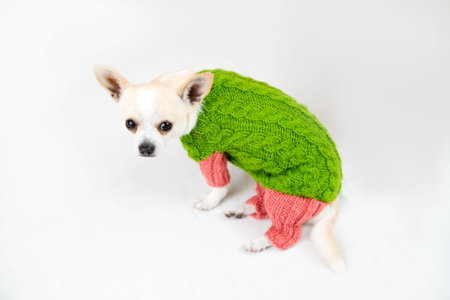 Small pedigree dogs on a white backgroundの写真素材