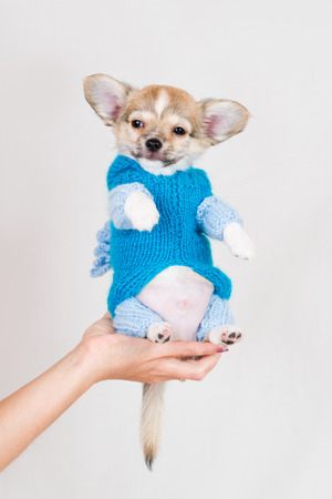 Small purebred puppy on  white background  Pet in a female hand in the studio の写真素材