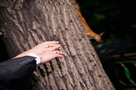 Hands of groom and bride with squirrelの写真素材