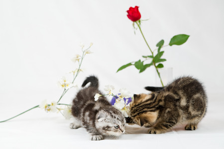 British Shorthair kittens on white background. Pets in the studio.の写真素材