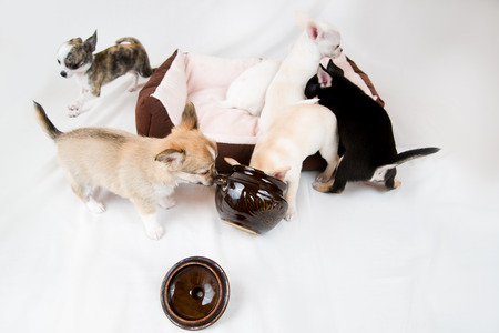 Small purebred puppies on  white background. Pets in the studioの写真素材