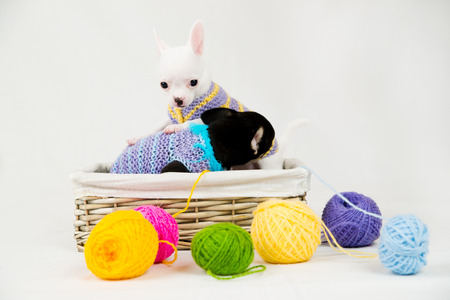 Small purebred puppies on white background. Pet in the studioの写真素材