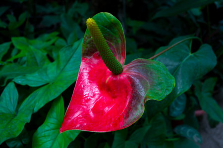 Anthurium blooming, green foliage with red flowers closeup, abstract nature background
