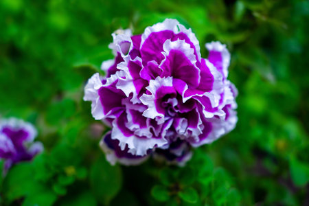 Petunia terry, purple flowers, abstract nature background with flowering plant