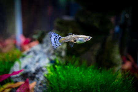 Female guppy in a plant aquarium, macro photoの写真素材