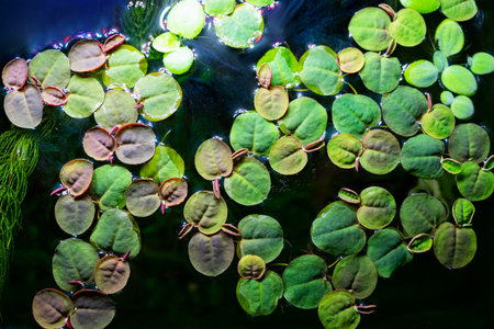 Aquarium plant phyllanthus fluitans in a home aquascape close-up