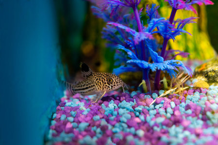 Corydoras trilineatus julii fish in a home aquarium, callichthyidae catfish close-up