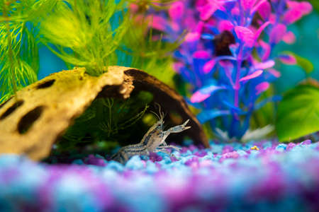 Cambarellus diminutus, freshwater dwarf blue crayfish in a home aquarium closeupの写真素材