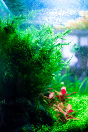Algae in a dirty home aquarium, moss sp. giant South America covered with different types of algae, trouble starting an aquariumの写真素材