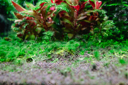 Algae in a dirty home aquarium with shrimps, Alternanthera reineckii mini covered with different...