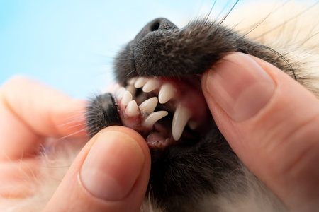 Pomeranian puppy and dental issues, malocclusion and baby teeth closeup, double milk fangの写真素材
