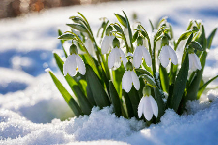 The first sprouts of new life in spring, snowdrop flowers growing in the snow, green plant leaves in springtime, AI Generated illustrationの素材