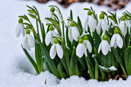 The first sprouts of new life in spring, snowdrop flowers growing in the snow, green plant leaves in springtime, AI Generated illustrationの素材