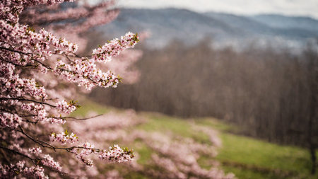 Cherry blossom branch with pink flowers, blossom sakura branch closeup, spring background with bokeh, AI Generated illustrationの素材