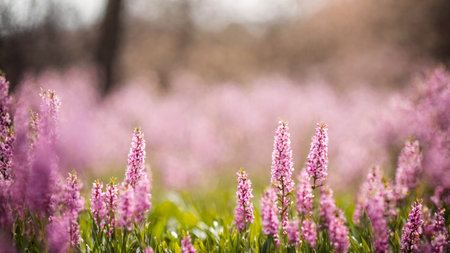 Heather field, spring flowers on a green meadow, beautiful wallpaper with bokeh, springtime, AI Generated illustrationの素材