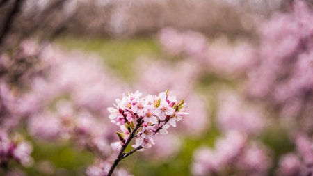 Cherry blossom branch with pink flowers, blossom sakura branch closeup, spring background with bokeh, AI Generated illustrationの素材