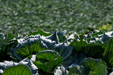 Cabbage fieldの写真素材