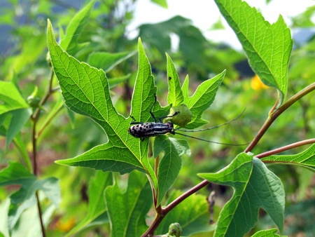 bug,Loei,Thailandの写真素材