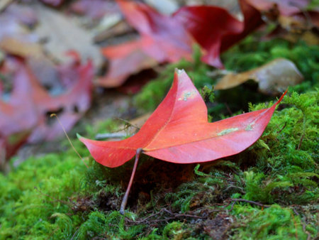 Maple,national kradung,Thailand
