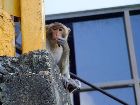 monkey,Loei,Thailandの写真素材