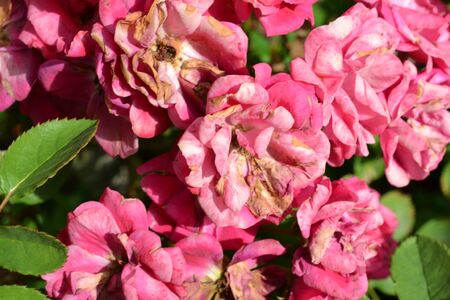 Decorative image with rosesのeditorial素材