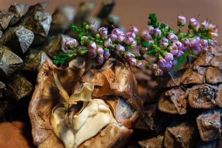 Brown Italian nuts healthy eatingの写真素材