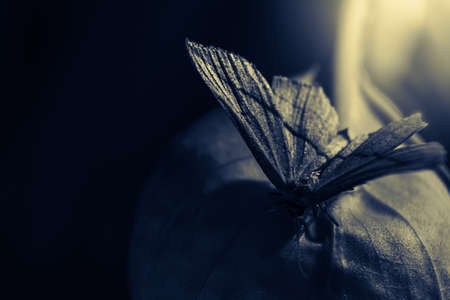 Butterfly perched on flowers in a meadowの写真素材