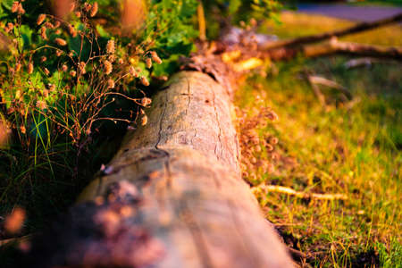 Forest landscape in the colors of fallの写真素材