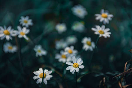A floral and plant compositionの写真素材
