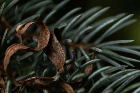 A floral and plant compositionの写真素材