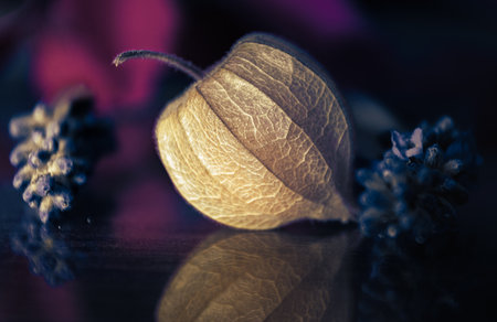 A composition with a little smiley physalis in the lead roleの写真素材