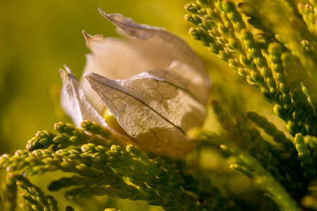 A floral and plant composition