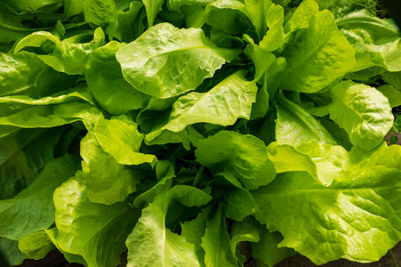 Green lettuce in the vegetable garden