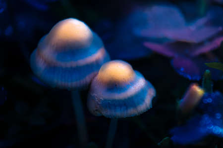Mushrooms in the wild and grassの写真素材