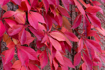 A floral and plant compositionの写真素材