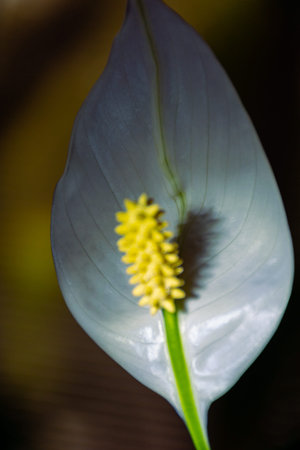 A floral and plant compositionの写真素材
