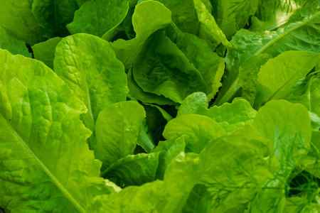 Green lettuce in the vegetable garden