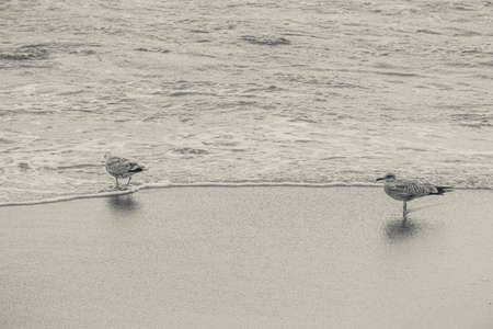 Baltic Sea with rocks in foregroundの写真素材