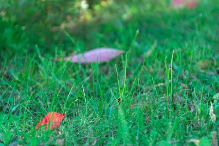 A floral and plant compositionの写真素材